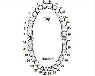 Dentist Tucson - Tooth Chart
